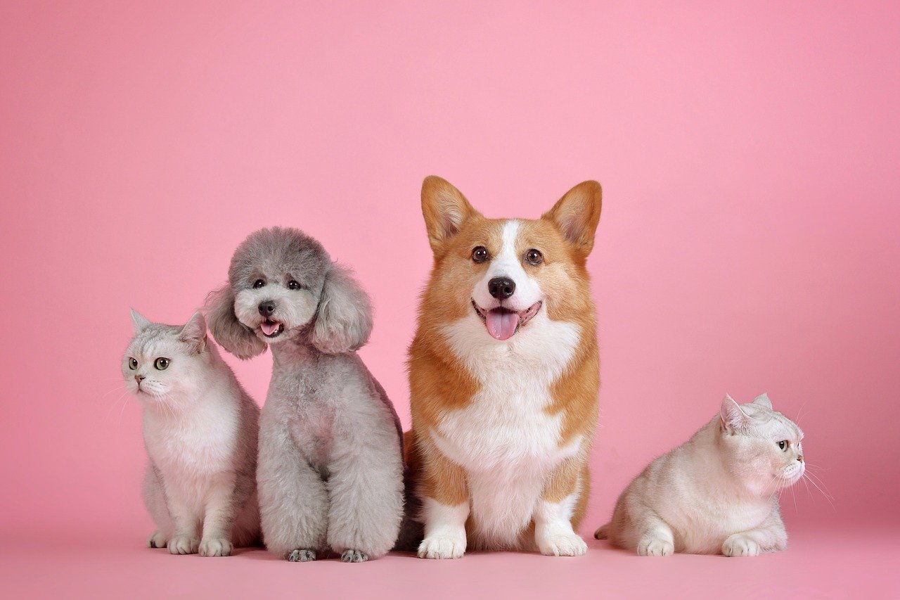 Comment-choisir-croquettes-chiens