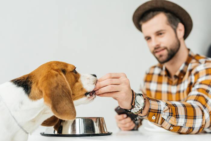 homme donne les meilleures croquettes sans céréales à son chien