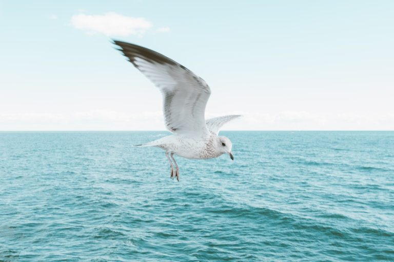 bebe-de-mouette