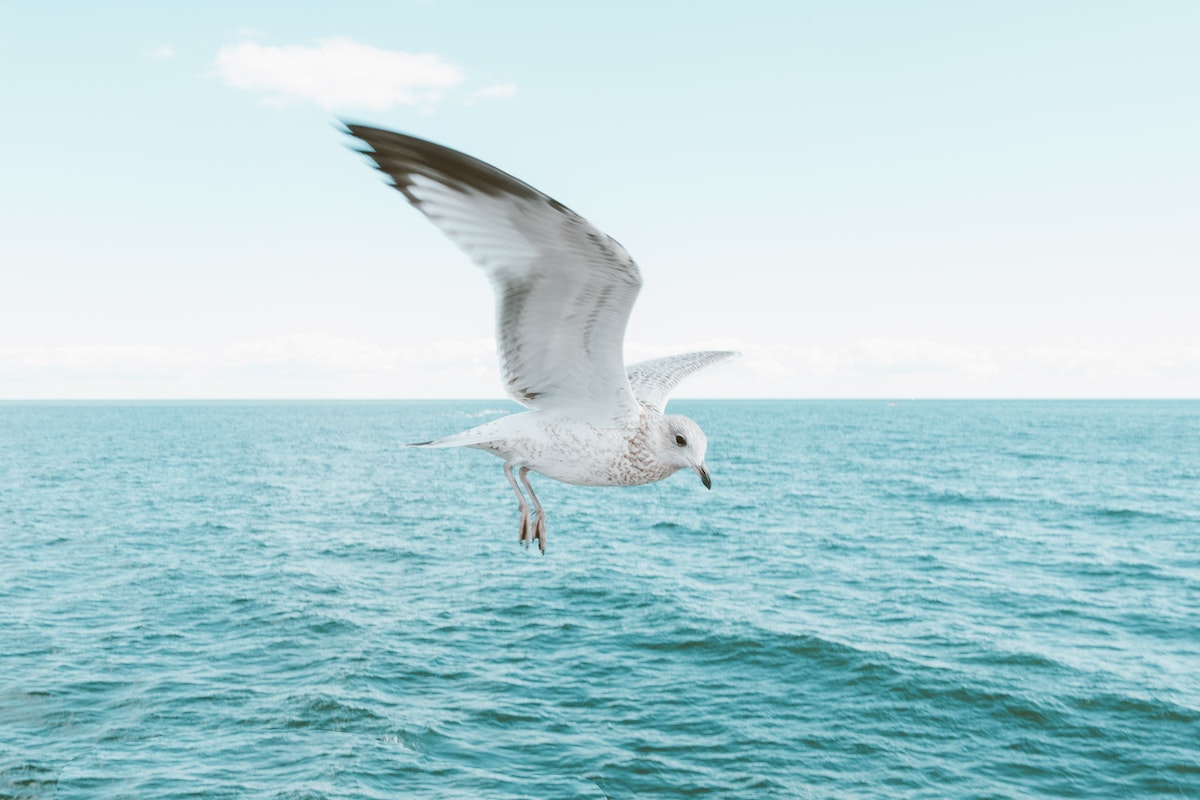 bebe-de-mouette