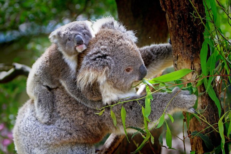 bébé et maman koala