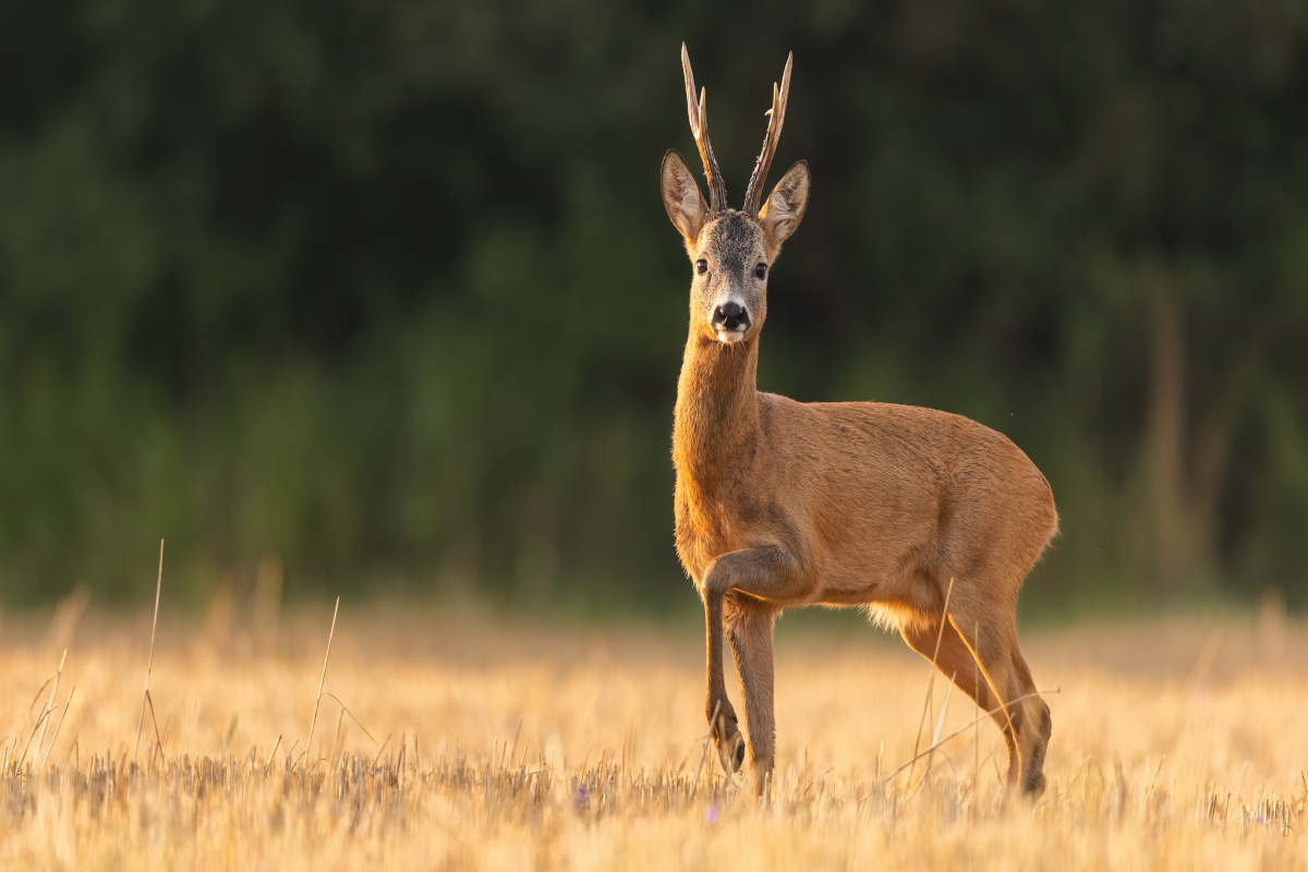 cerf