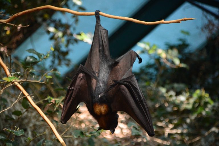 chauve souris
