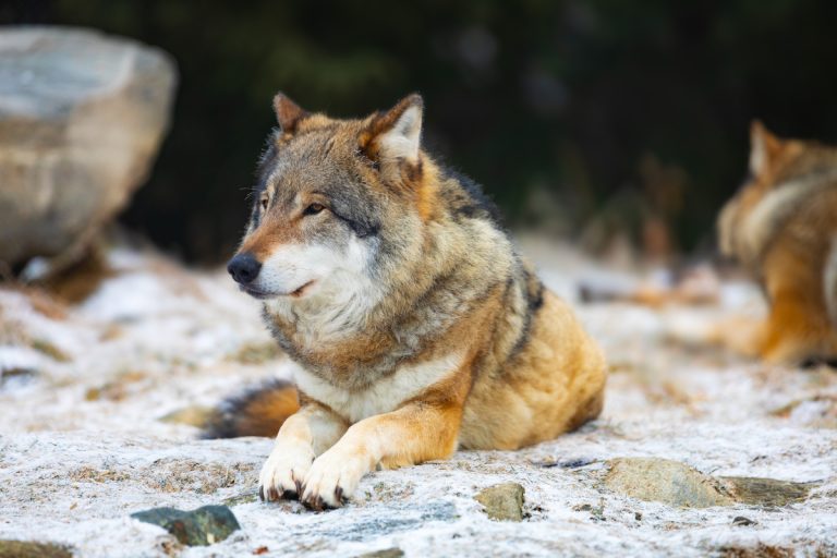 loup