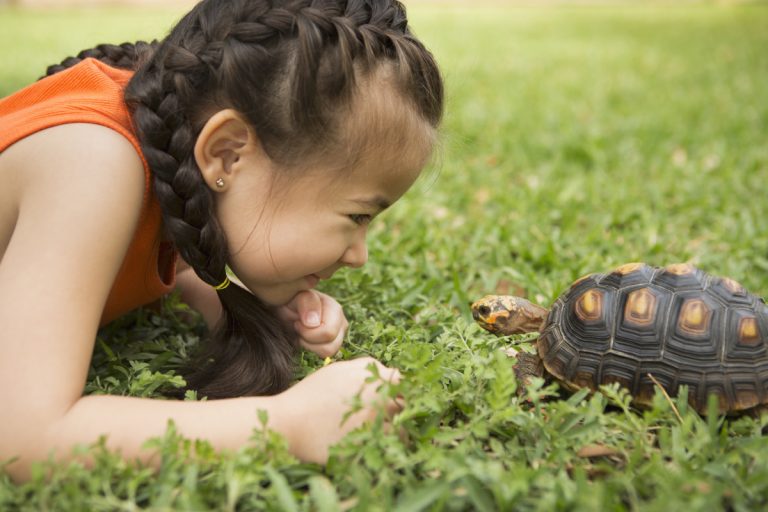 petite fille et une tortue
