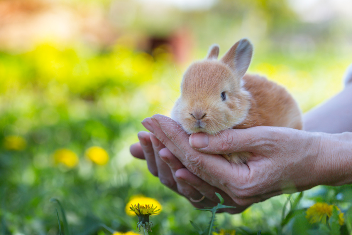 tenir lapin