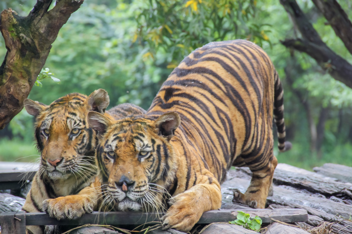 tigre