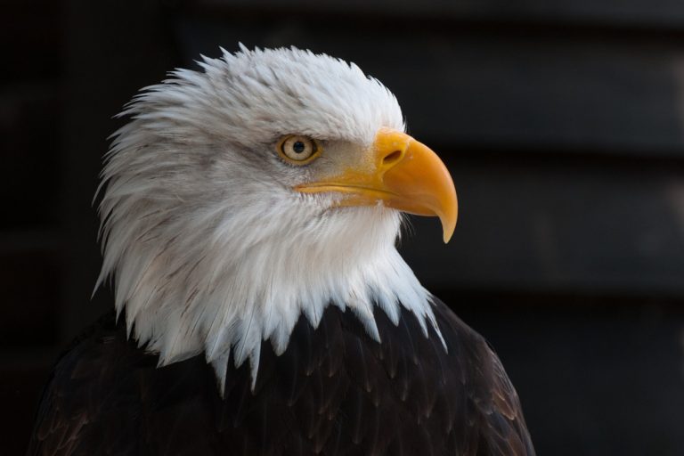 totem aigle