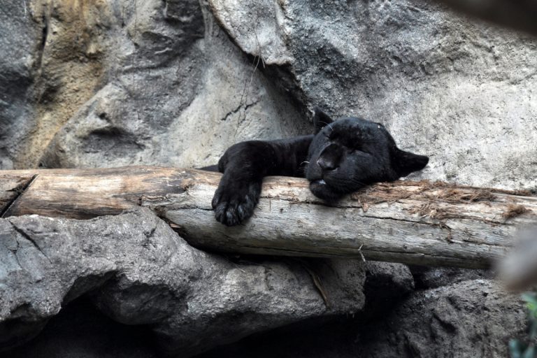totem panthère noir