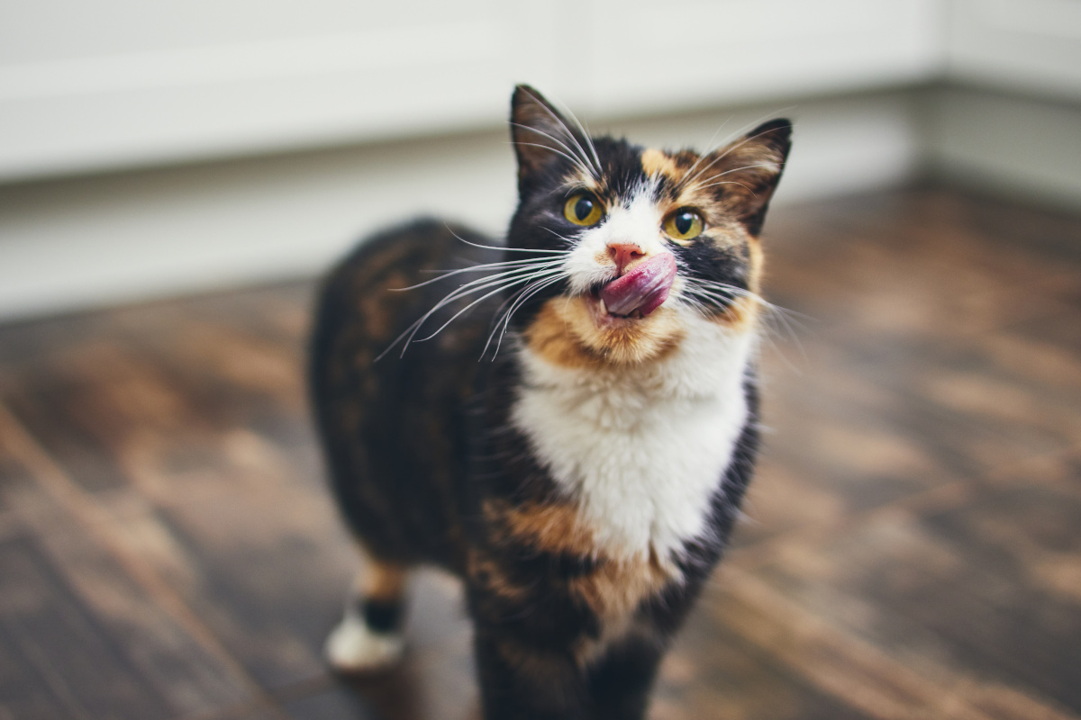 un chat