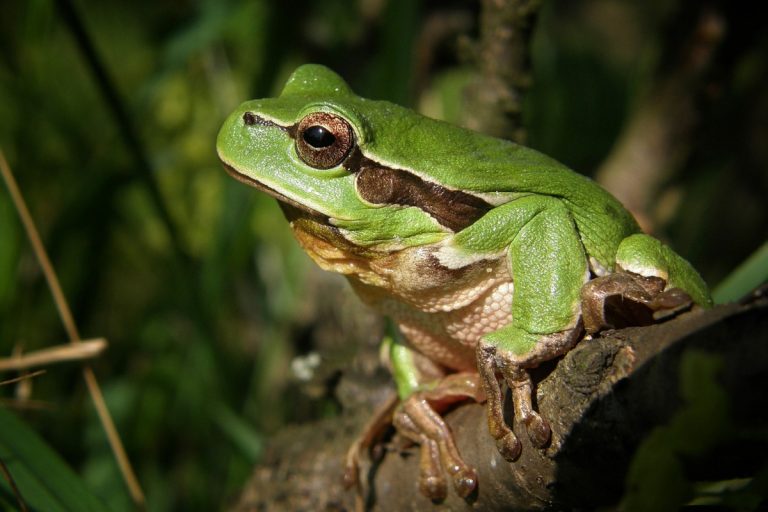 grenouille
