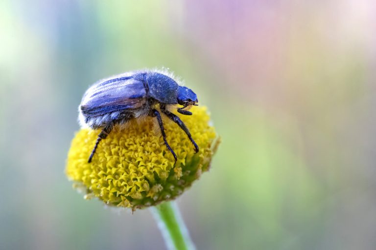 Scarabée Bleu sur une fleur