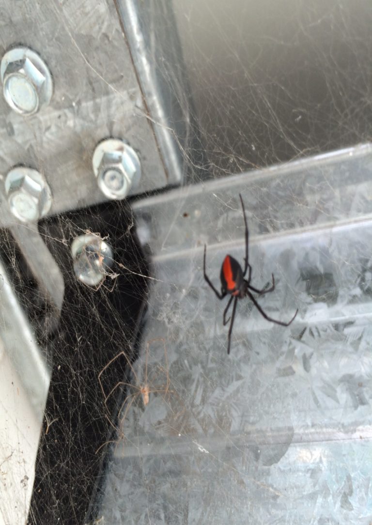 araigné dans la maison