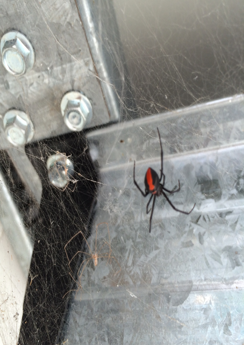 araigné dans la maison