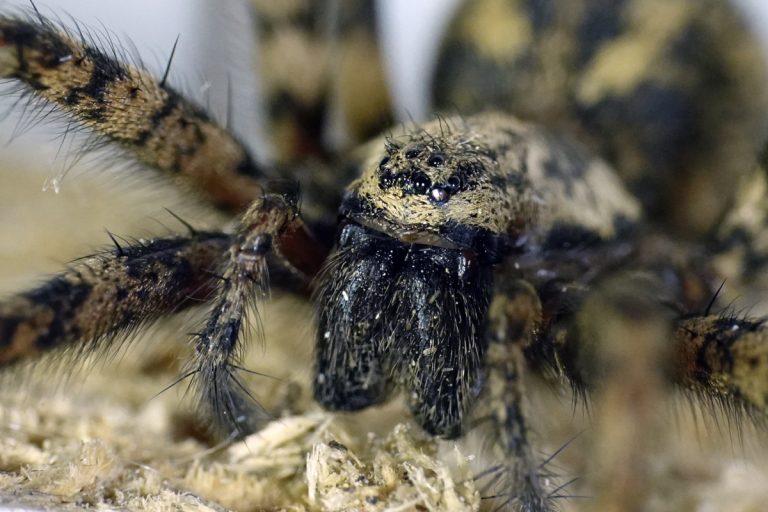 araignée géant