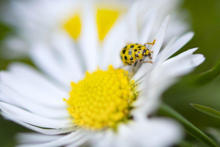 coccinnelle dans le jardin
