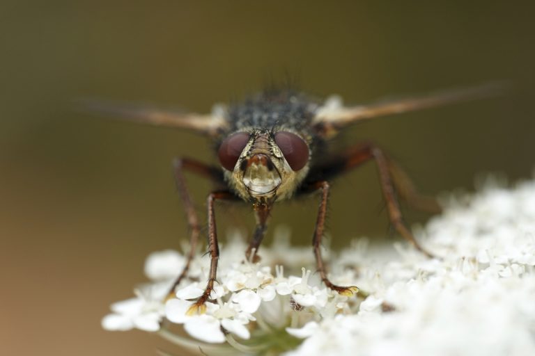 détail mouche