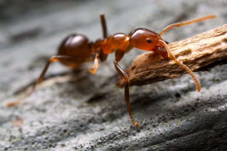detail sur le fourmis