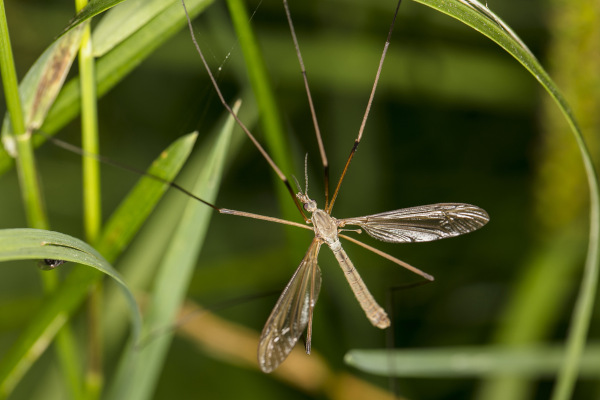 détail tipules