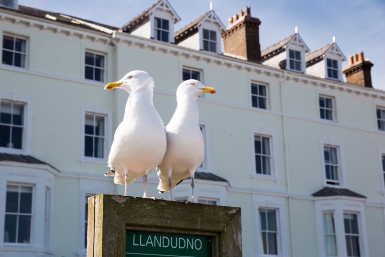 deux oiseaux blanc