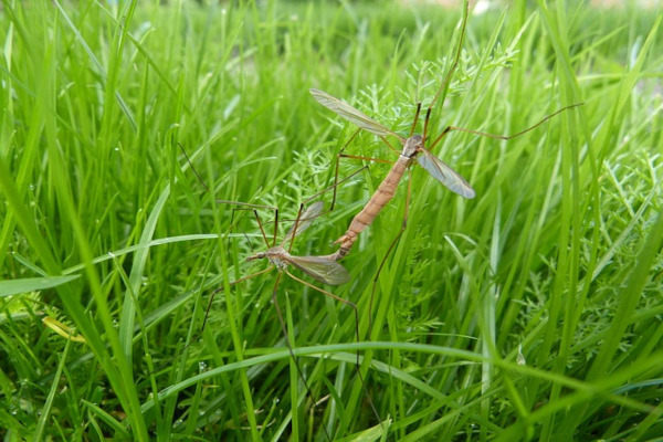 deux tipules dans le jardin