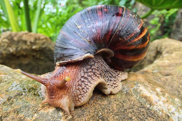escargots géant africain