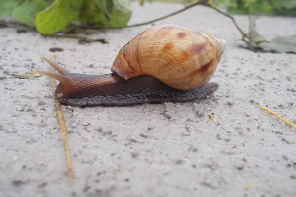 escargots géant dans le jardin