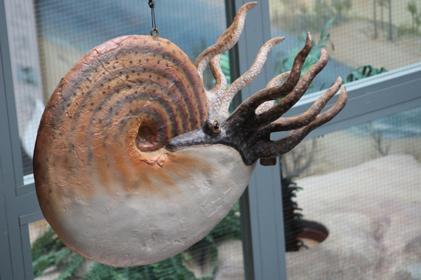 étude escargots géant