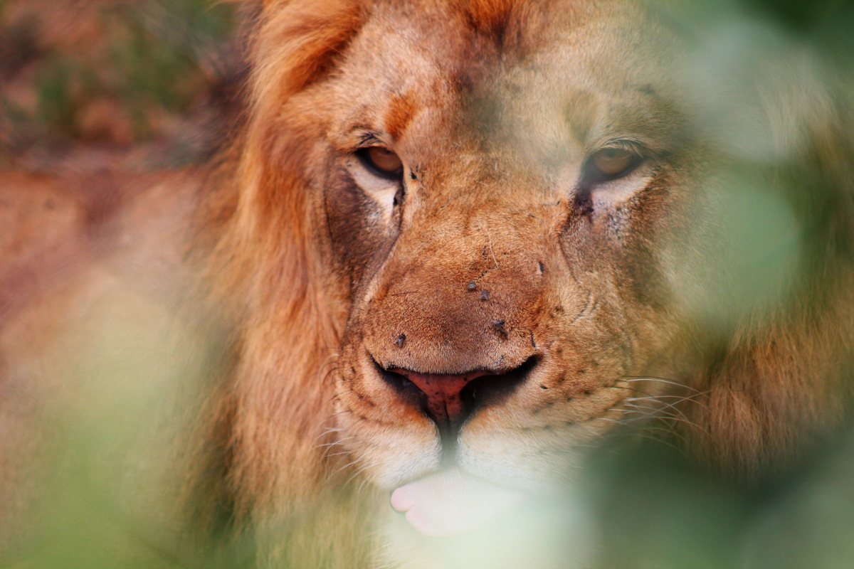 lion