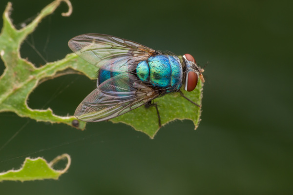 mouche bleue