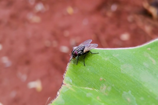 mouche sur une feuille