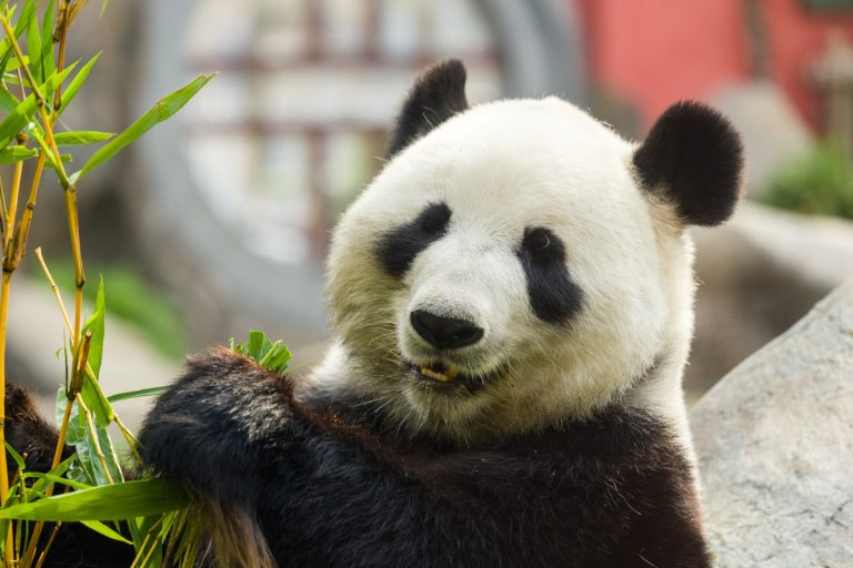 panda heureux