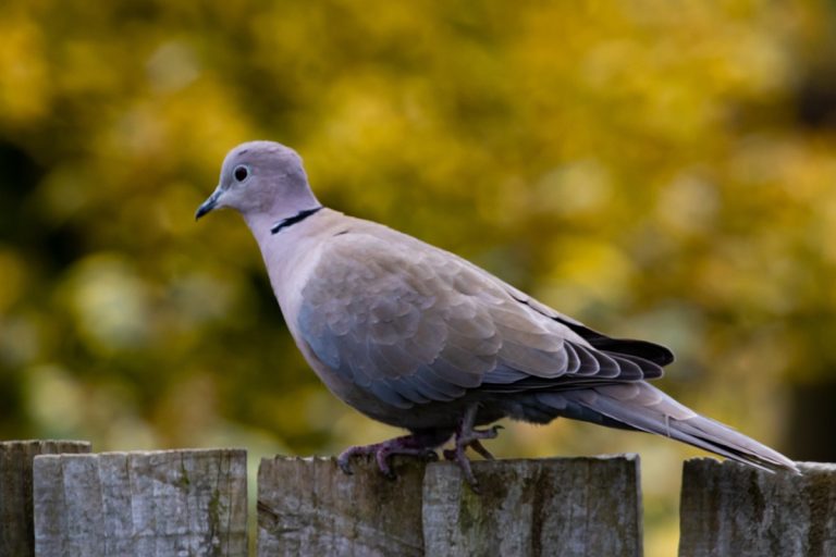 pigeon dans le jardin