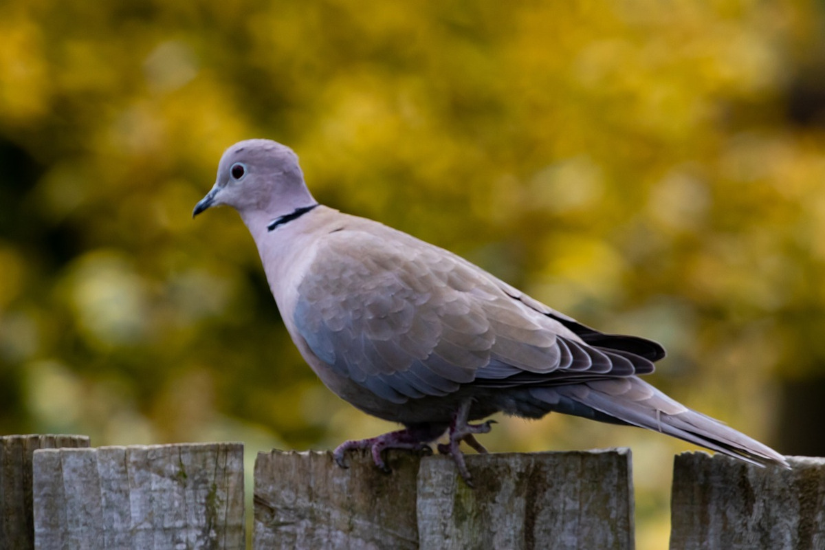 pigeon dans le jardin