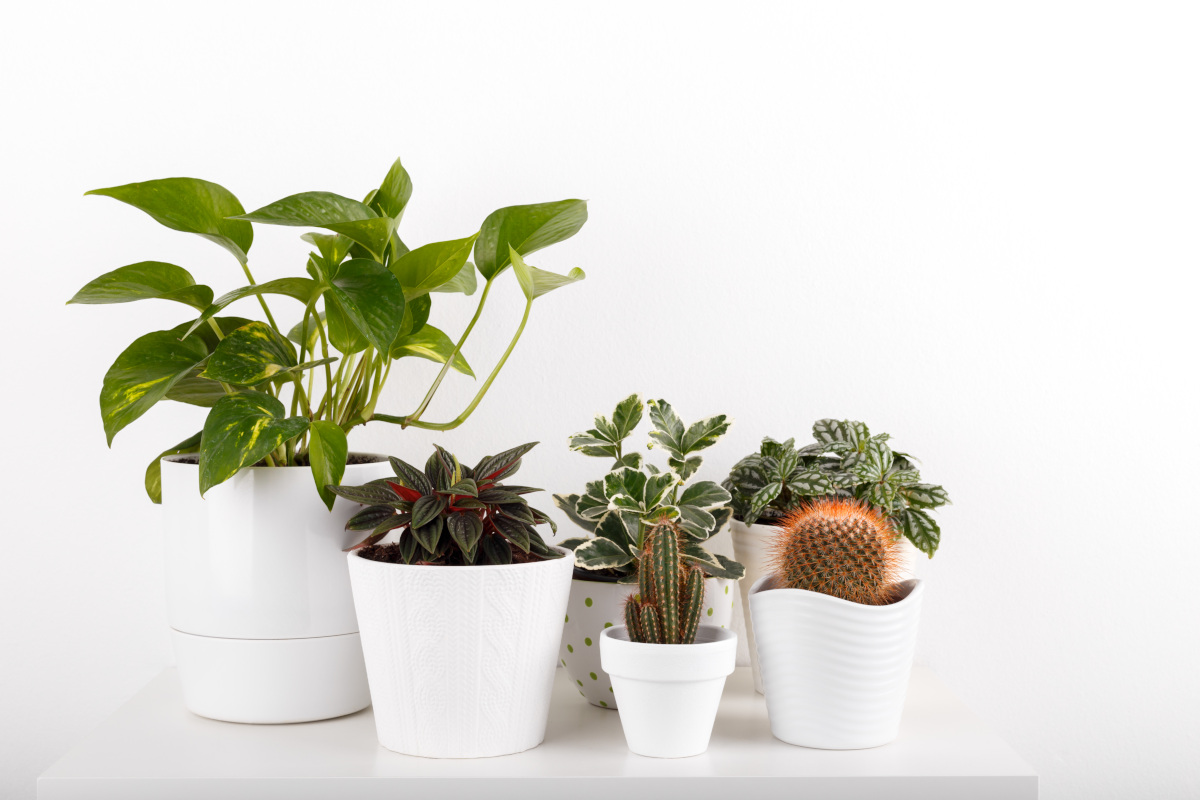 plante maison