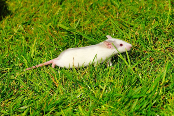 rat dans le jardin