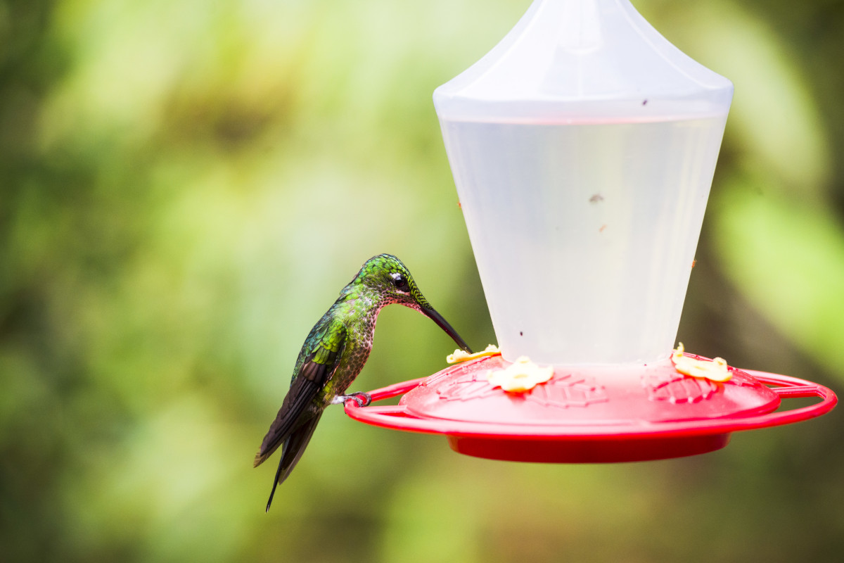 symbole colibri