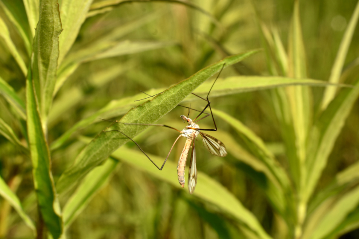 tipules