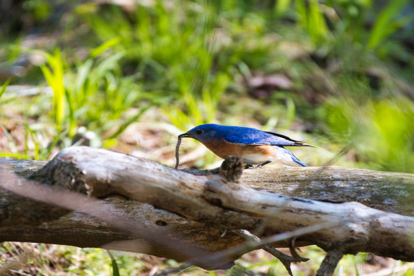 un oiseau qui mange le scolopendre