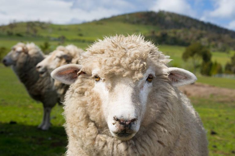 Des moutons dévorent 271 kg de cannabis et se mettent à sauter plus hauts que des cabris