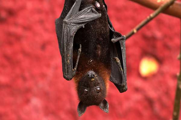 chauve souris