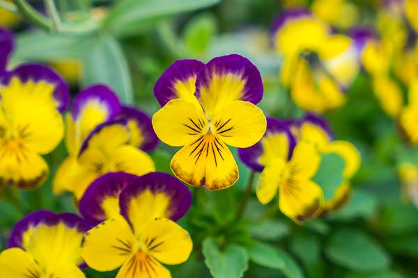 belles petites fleurs jaunes