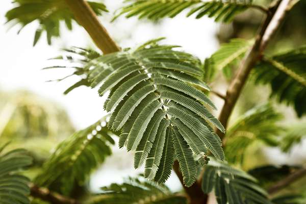 Albizia