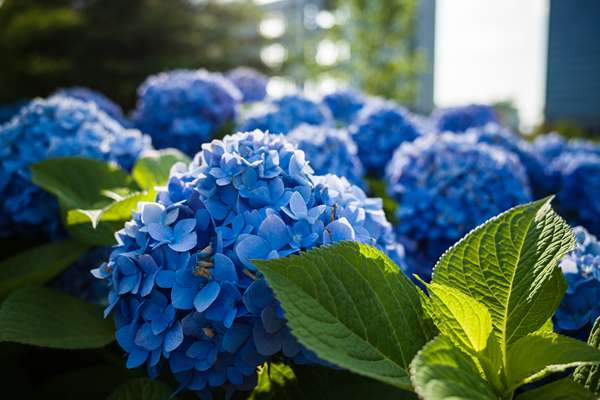 hortensia