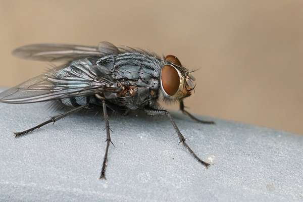 gros plan sur l une des mouches bleues