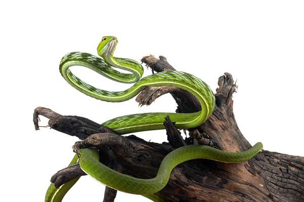 serpent