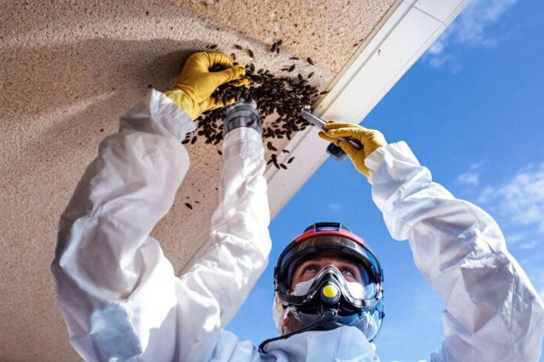 Comment éliminer les larves de mites au plafond : méthodes efficaces et conseils de prévention
