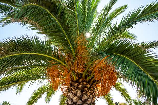 palmier avec soleil brisant les branches vertes 