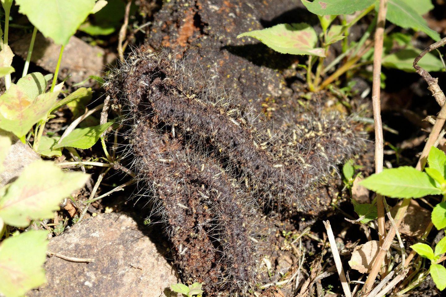 Comment éliminer la pyrale du buis : 5 remèdes de grand-mère efficaces et naturels