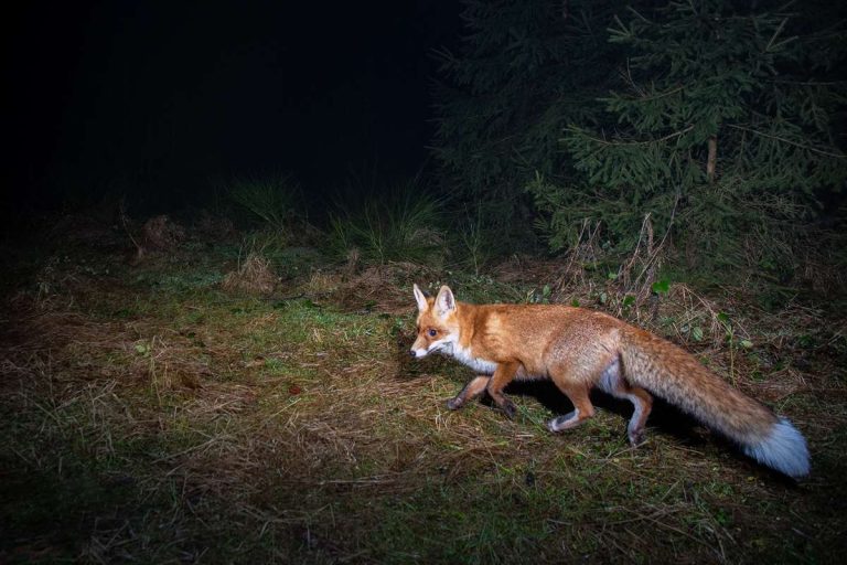 renard roux pendant la nuit 11zon